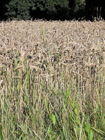 빵 밀, Triticum aestivum은 재배품종으로 여겨지며, 밀과는 생물학적 종 개념에 따라 구분되는 종이다.