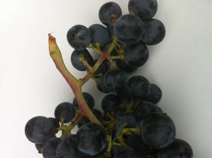 메를로 포도송이