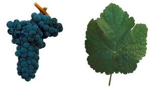 토리가 프란세자