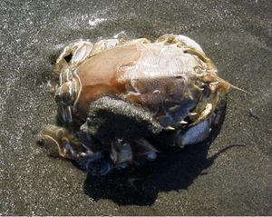 Blepharipoda occidentalis (Blepharipodidae)