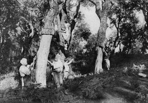 1930년 알제리 숲에서 코르크 수확