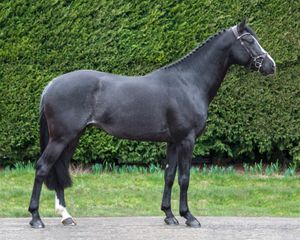 옆구리에 전형적인 티킹이 있고 흰색 "스컹크 꼬리"를 가진 검은 라비카노 털