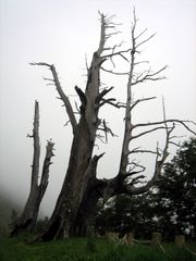  "부부수", 또는 "푸치 나무"(夫妻樹). 1963년 산불에서 살아남은 두 그루의 대만히노키 나무이다.