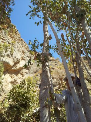 예멘의 카트 나무