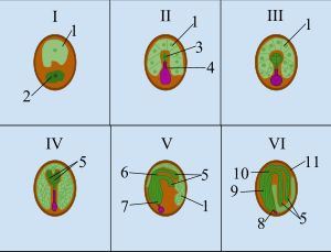 씨앗 발달 단계:I. 접합자II. 전배아III. 구형IV. 심장V. 어뢰VI. 성숙한 배아핵심: 1. 배유 2. 접합자 3. 배아 4. 현탁자 5. 떡잎 6. 줄기 정단 분열 조직 7. 뿌리 정단 분열 조직 8. 배아 근 9. 하배축 10. 상배축 11. 종피