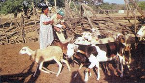 라라 주의 염소 농장