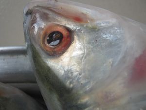 방글라데시의 일리시