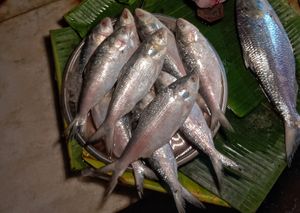 인도 웨스트 벵갈의 어시장에서 판매되는 힐사 물고기