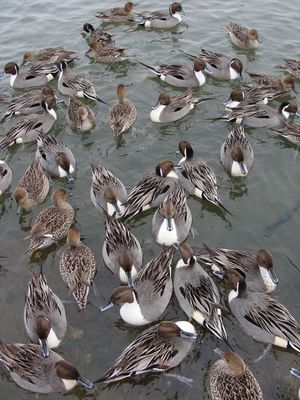 아사도코 해안의 알락오리