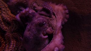 스페인 세비야 수족관의 참문어