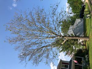 탄저병에 심하게 감염되면 때때로 늦봄과 초여름에 양버즘나무의 넓은 지역이 낙엽이 될 수 있지만 나무는 일반적으로 여름 중반까지 회복된다.