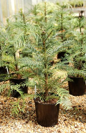 삽목시킨 4년생 울레미소나무 화분