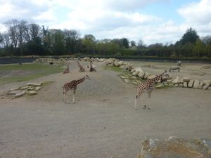 아프리카 사바나는 동물들이 공존하는 자연 서식지와 유사한 여러 동물들의 보금자리입니다.