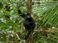 몬테베르데 구름 숲 생물 보호구역에서 어미와 함께 있는 붉은 고함원숭이