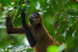 제프루아거미원숭이(Ateles geoffroyi)가 먹이를 찾는 모습. 이들의 이름의 유래가 된 매우 긴 팔다리를 보여준다.