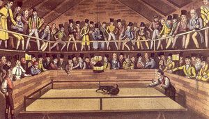 1822년 런던 웨스트민스터 구덩이(Westminster Pit)에서 개와 격투 원숭이 자코 마카코(Jacco Macacco)의 싸움