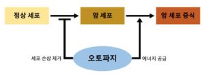 암 발달 과정에서 오토파지의 촉진 또는 억제 역할