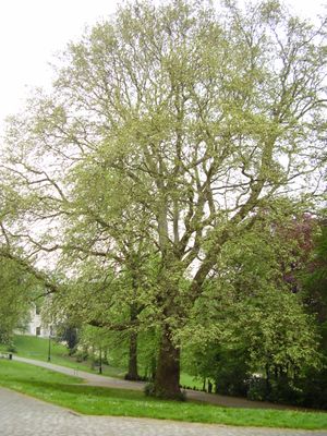 레오폴드 공원의 플라타너스