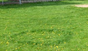 불균등한 잔디 성장으로 표시된 두 개의 균륜 (앞쪽의 작은 것, 배경의 훨씬 더 큰 것). 무성한 녹색 잔디 아치는 지하 곰팡이 균사체의 존재를 보여준다.