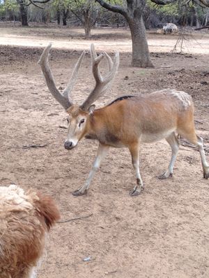 Sharkarosa Ranch (2014)에 있는 수컷 사불상