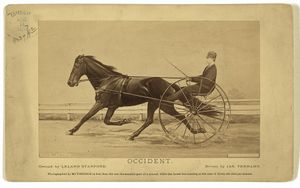 Occident. Owned by Leland Stanford. Driven by Jas. Tennant. (1877년 캐비닛 카드)