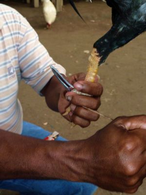 동티모르의 강철 킬러