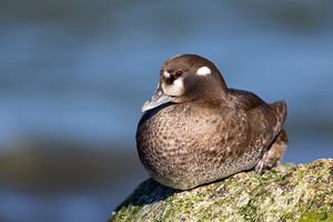 암컷 흰줄박이오리