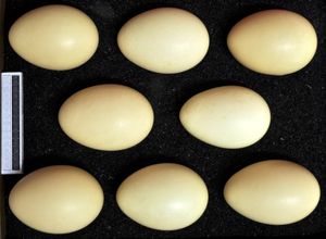 알, 비스바덴 박물관 소장