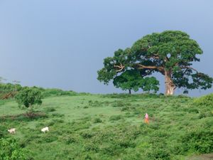 아와사 언덕 위의 가축을 데리고 있는 여성