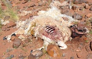 파리가 양의 썩은 고기에 앉아 있다.