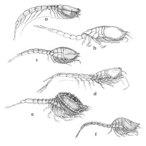 여섯 개의 현존하는 과에 나타난 다양한 형태. (a) 보도트리아과, (b) 디아스틸리스과, (c) 레우콘과, (d) 람프로피스과, (e) 난나스타시스과, (f) 슈도쿠마과