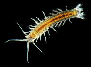 Koonunga allambiensis