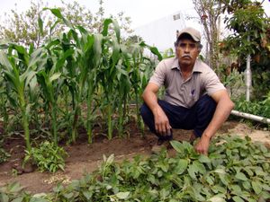 사우스 센트럴 농장은 2006년 철거되기 전까지 미국에서 가장 큰 도시 농원 중 하나였다.