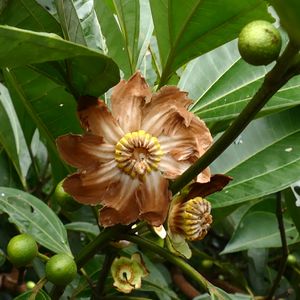 클루시아 그란디플로라