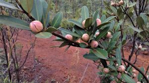 몽트루지에라 스파에로이데아