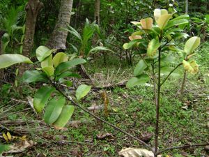 어린 moʻonia(Garcinia pseudoguttifera)