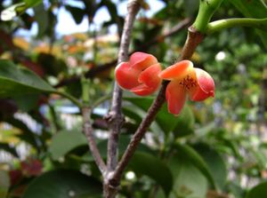 Heilala(Garcinia sessilis) 꽃