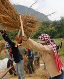 쌍절곤과 디자인이 유사한 동남아시아 곡물 타작 도구