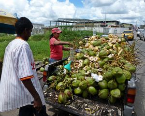 마라벨라의 코코넛 판매상
