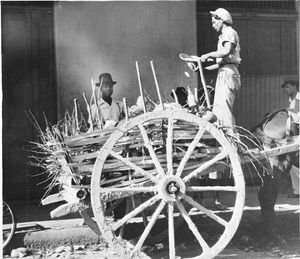 포트오브스페인의 코코넛 워터 판매상, 1950년대