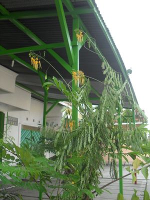 DSS2가 촬영한 메라크.