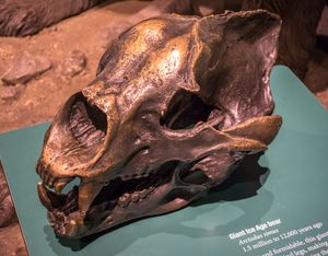 수컷 A. 시무스의 두개골. 오하이오주 클리블랜드에 있는 클리블랜드 자연사 박물관에서 촬영