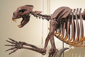 토론토 로열 온타리오 박물관에 전시된 아르크토두스 시무스의 골격 재구성.