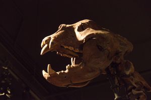 아르크토두스의 치아 구조. 뼈를 처리하는 것과 관련된 어금니 손상, 충치, 송곳니의 특수화 부족은 아르크토두스를 극육식동물로 해석하는 것을 꺼리게 한다.