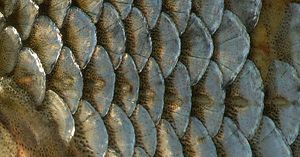 잉어과 어류인 붕어 (Rutilus rutilus)의 원린