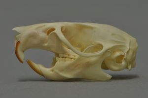Skull