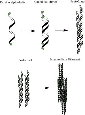 케라틴 알파 나선 구조 형성도