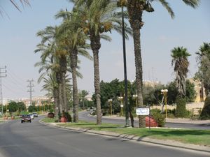 디모나의 팜 대로