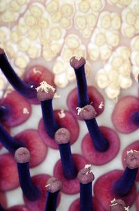 수꽃(위, 노란색)과 암꽃(아래, 갈색-보라색) 꽃차례 기저부의 꽃 Amorphophallus titanum, 본 대학교 식물원, 1987년 3월