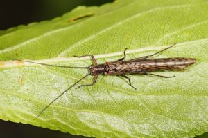 Dinotoperla 이마고 (성충)(Gripopterygidae: Dinotoperlinae)